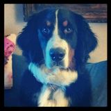 Photo of Greg Wertman, General Partner at SC Master Fund